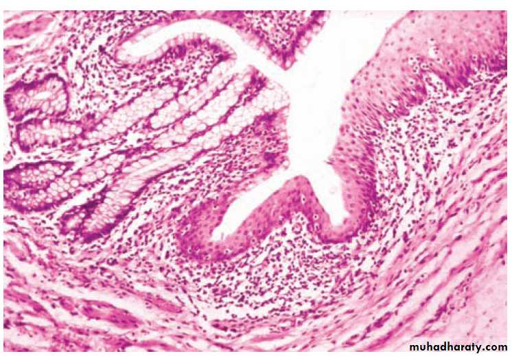 digestive system