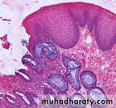 digestive system