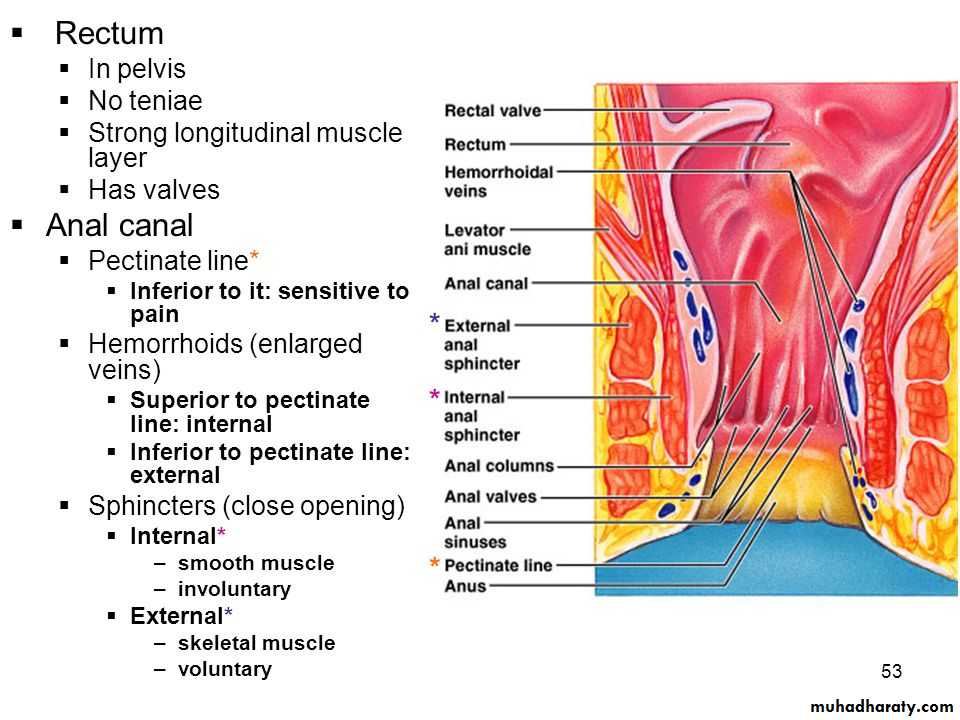 digestive system