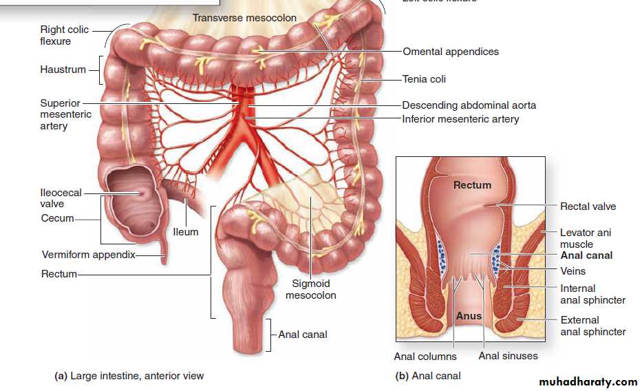 digestive system