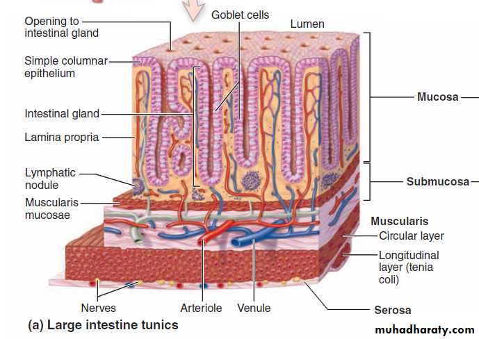 digestive system