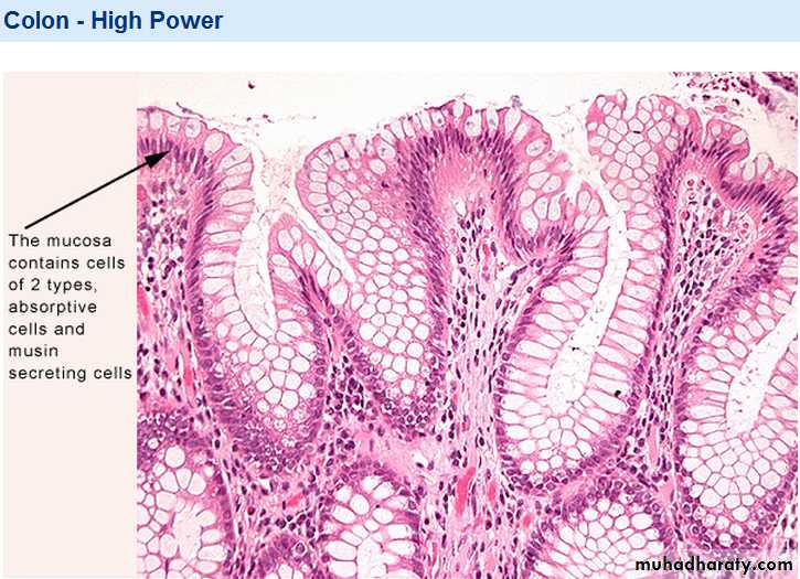 digestive system