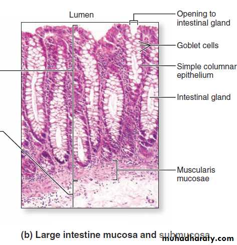 digestive system