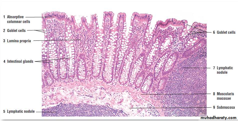 digestive system