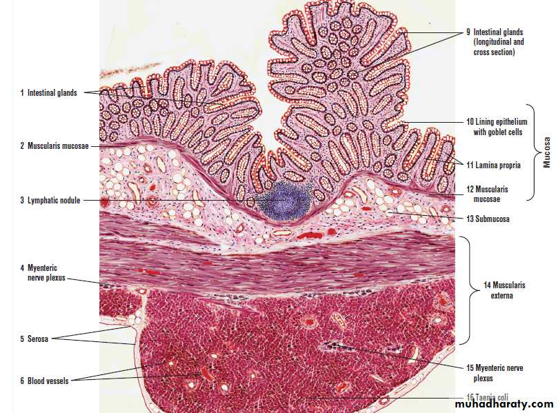 digestive system