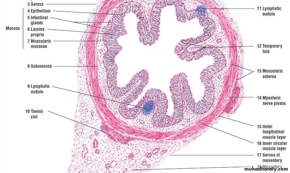 digestive system