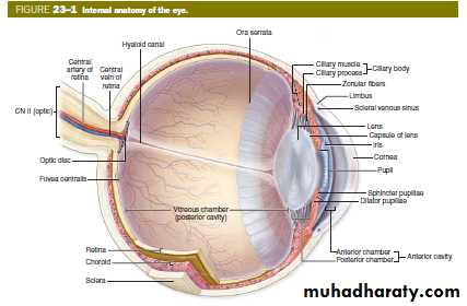 the eye