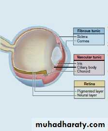 the eye
