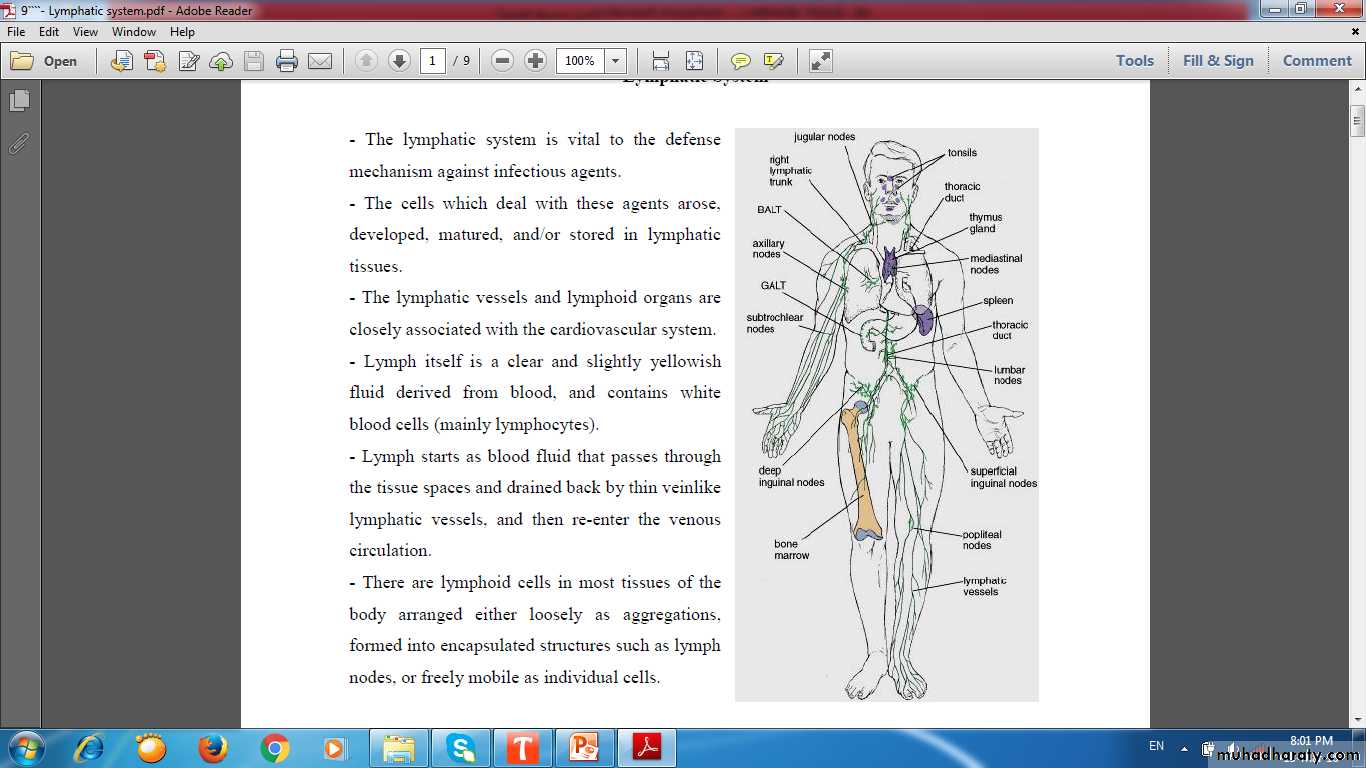 lymphoid system