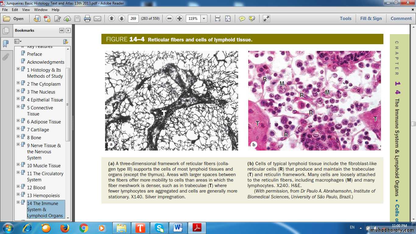 lymphoid system