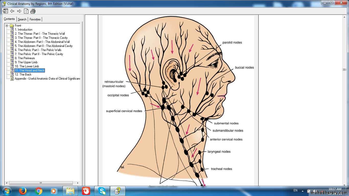 lymphoid system