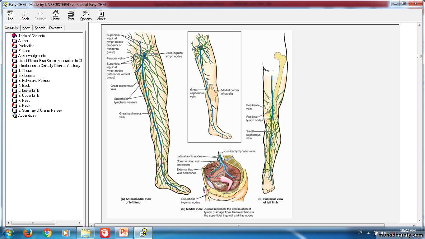 lymphoid system
