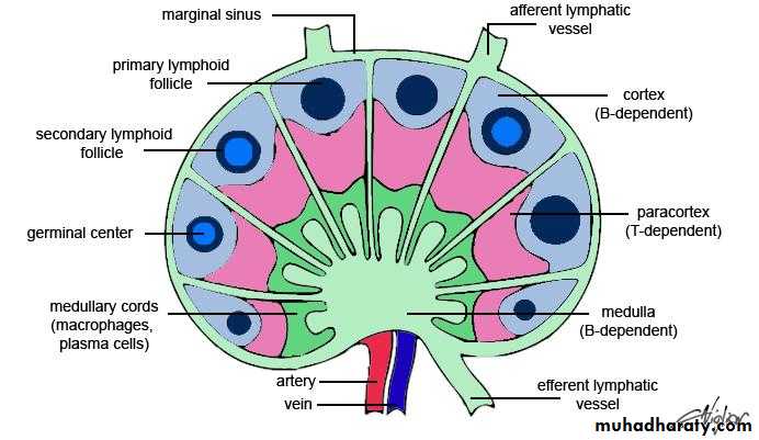 lymphoid system