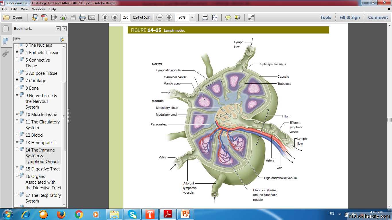 lymphoid system
