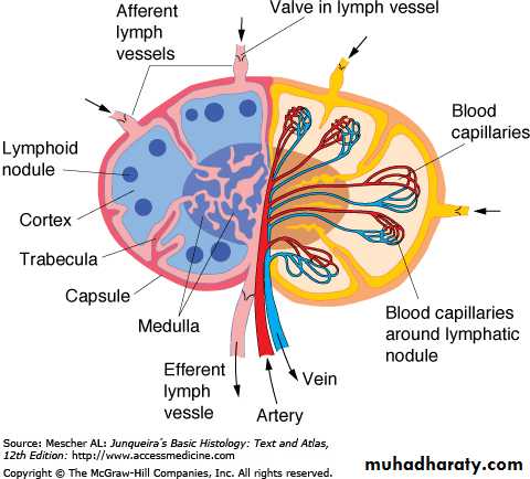 lymphoid system