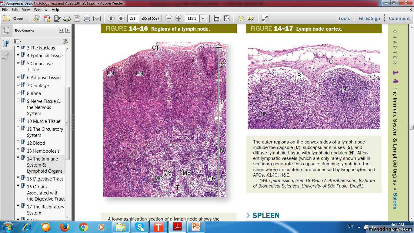 lymphoid system