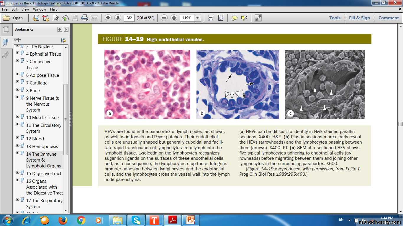 lymphoid system