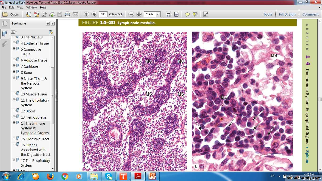 lymphoid system
