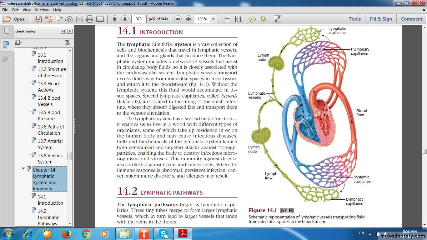 lymphoid system