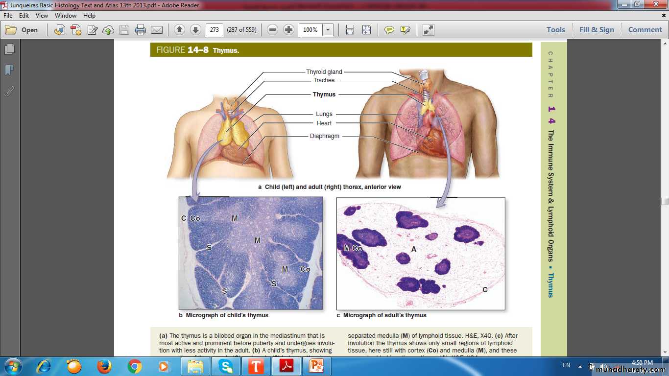 lymphoid system