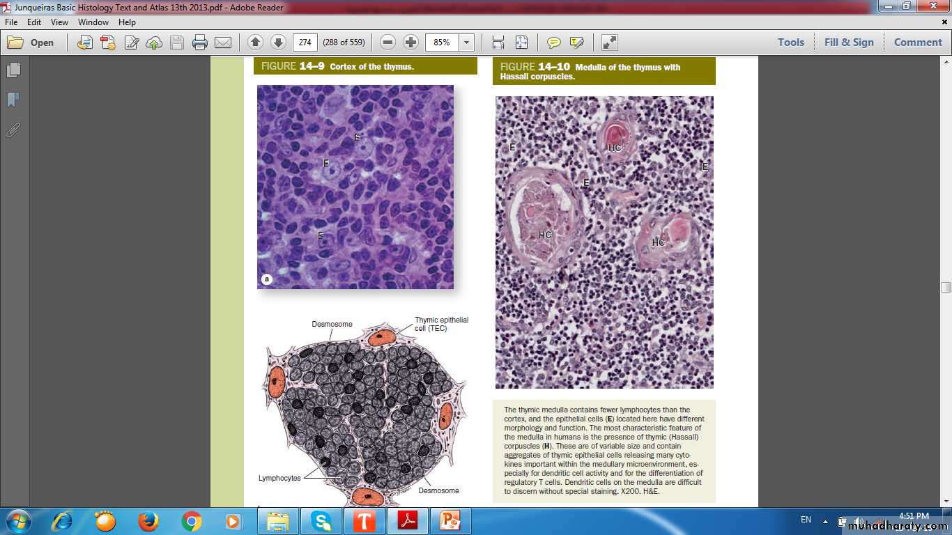 lymphoid system