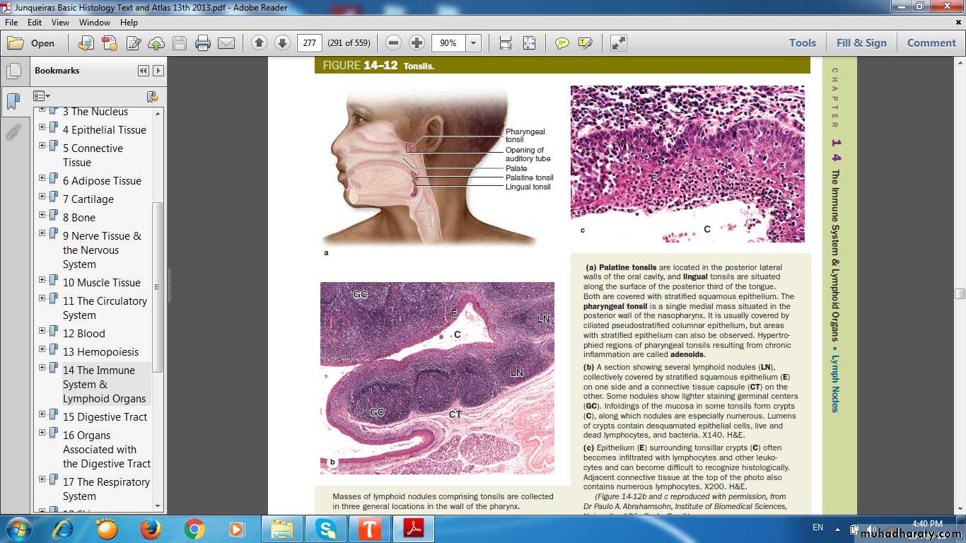 lymphoid system