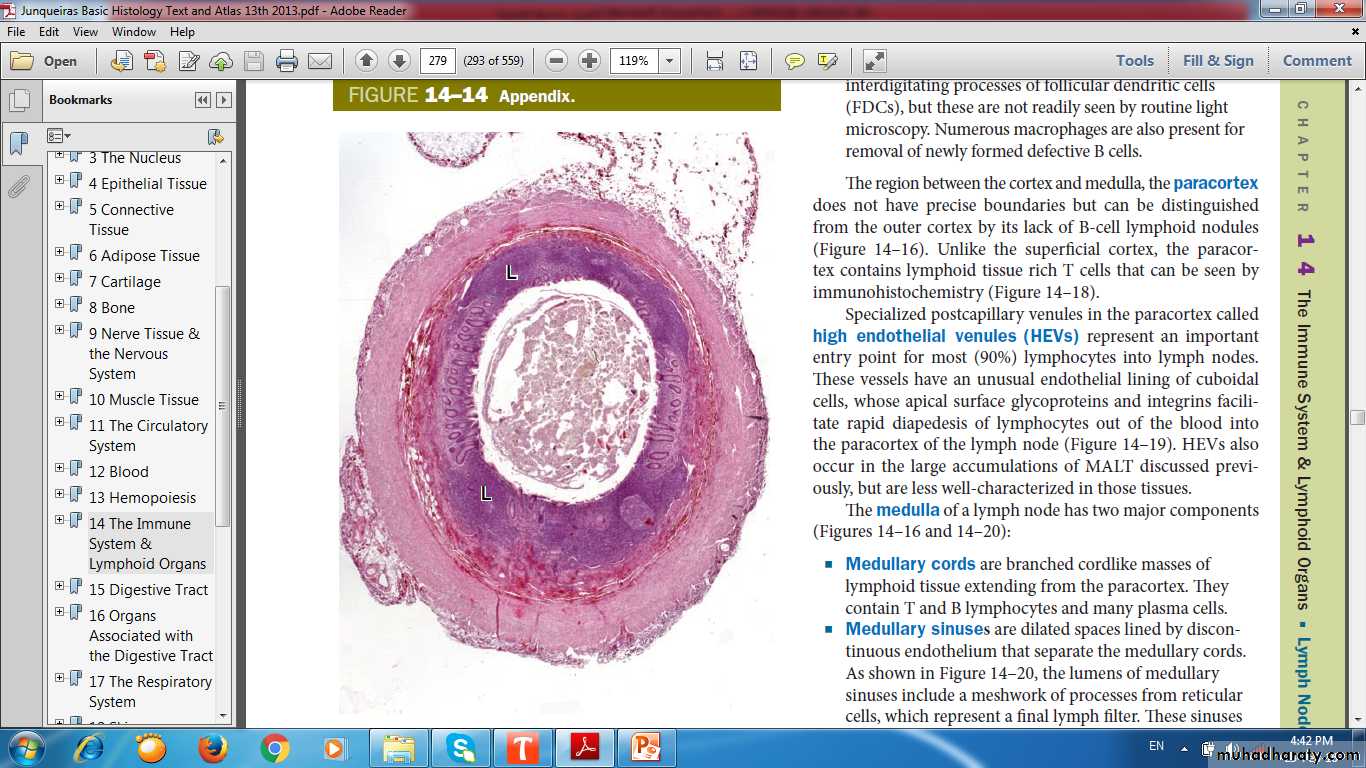 lymphoid system