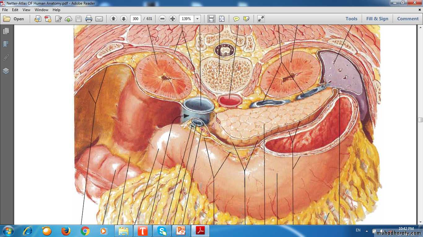 lymphoid system