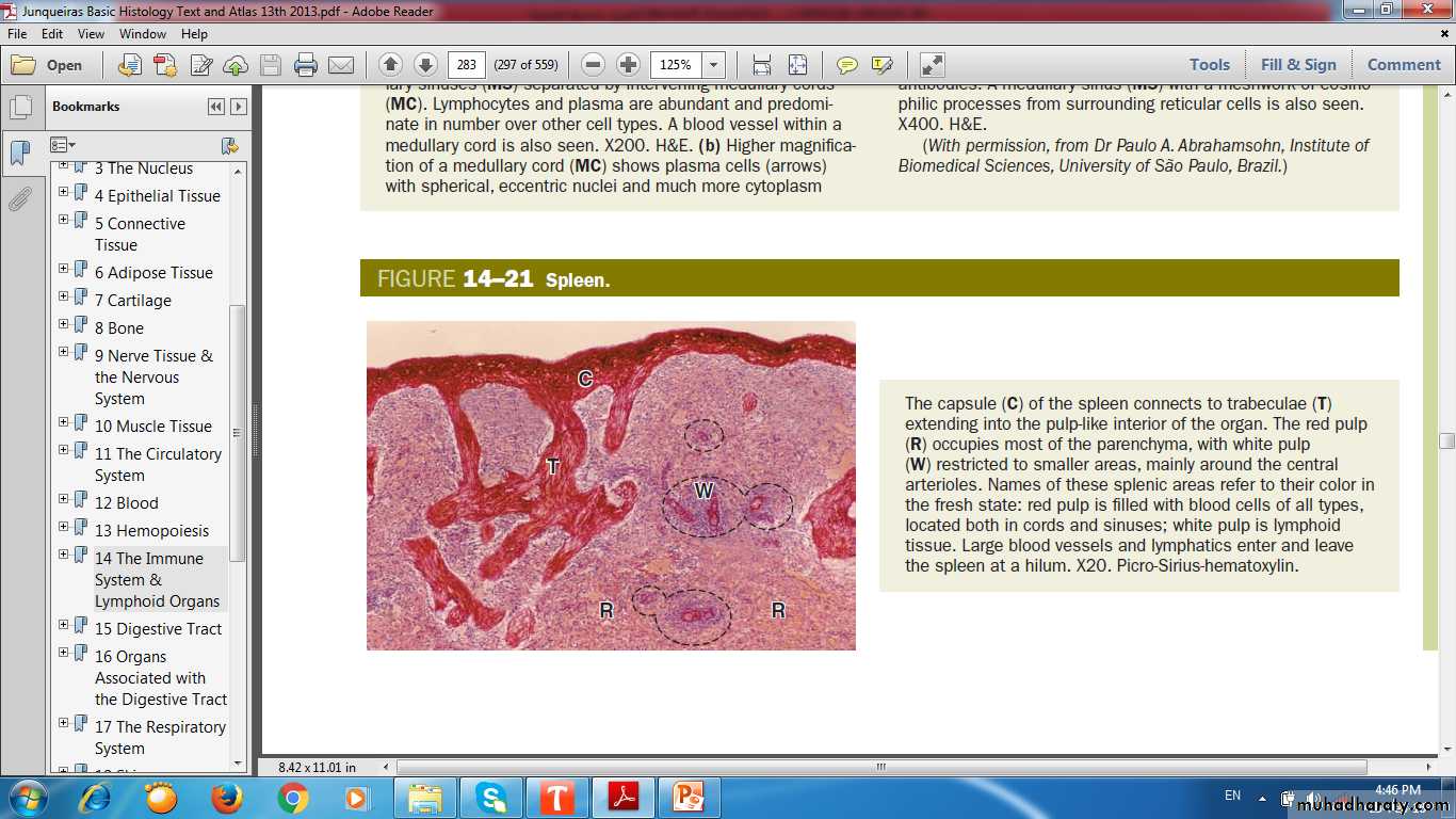 lymphoid system