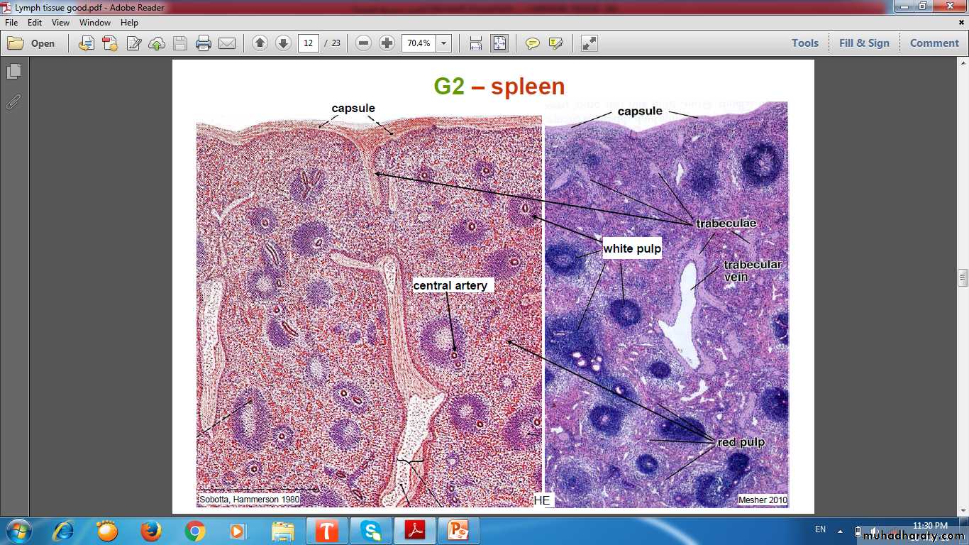 lymphoid system