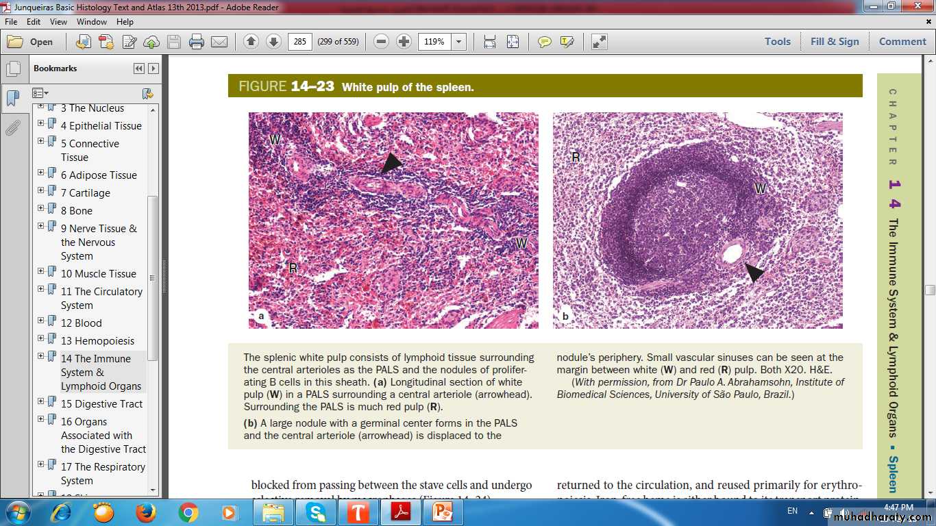 lymphoid system