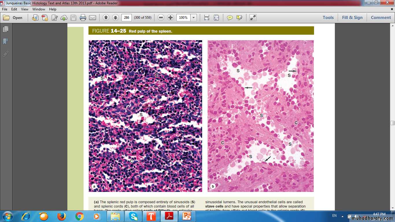 lymphoid system