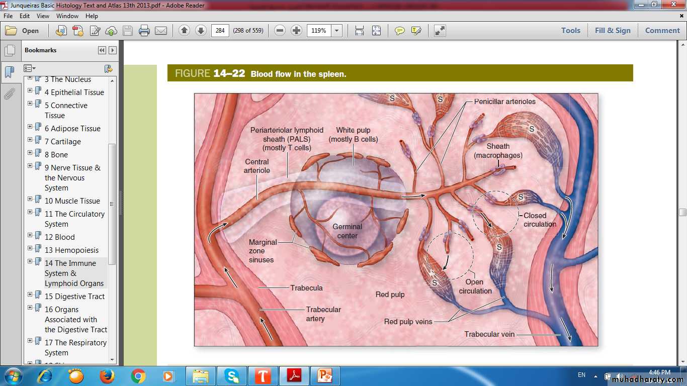lymphoid system