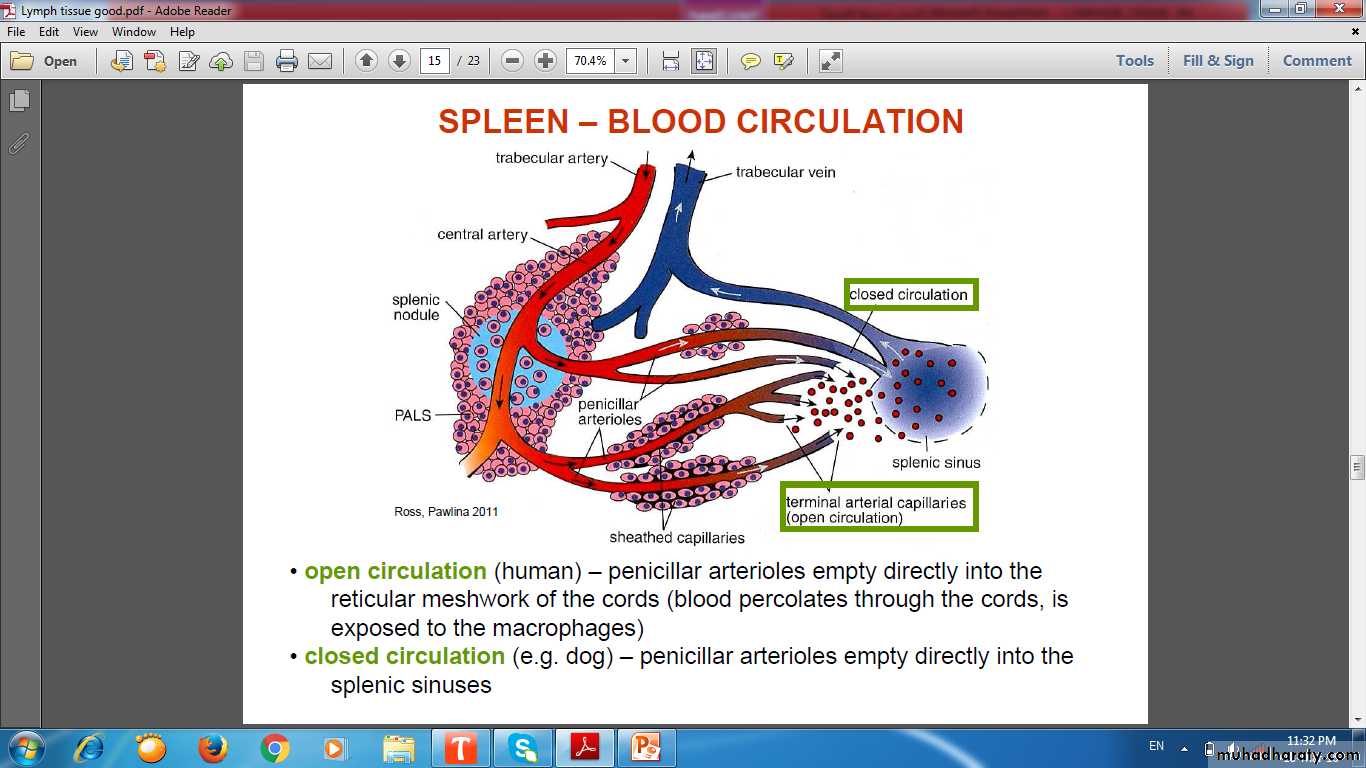 lymphoid system
