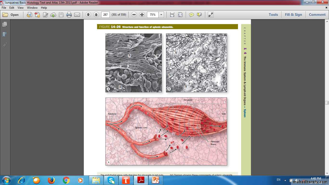 lymphoid system