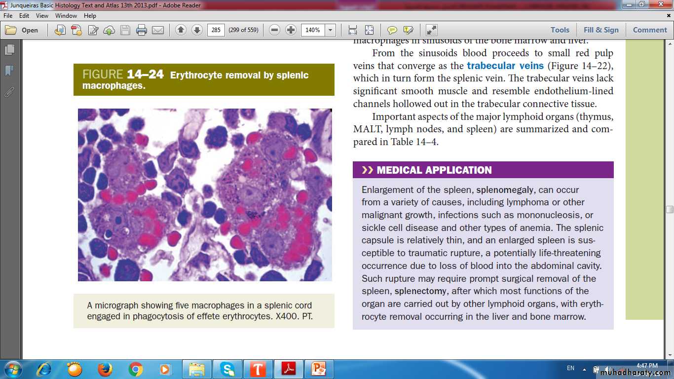 lymphoid system