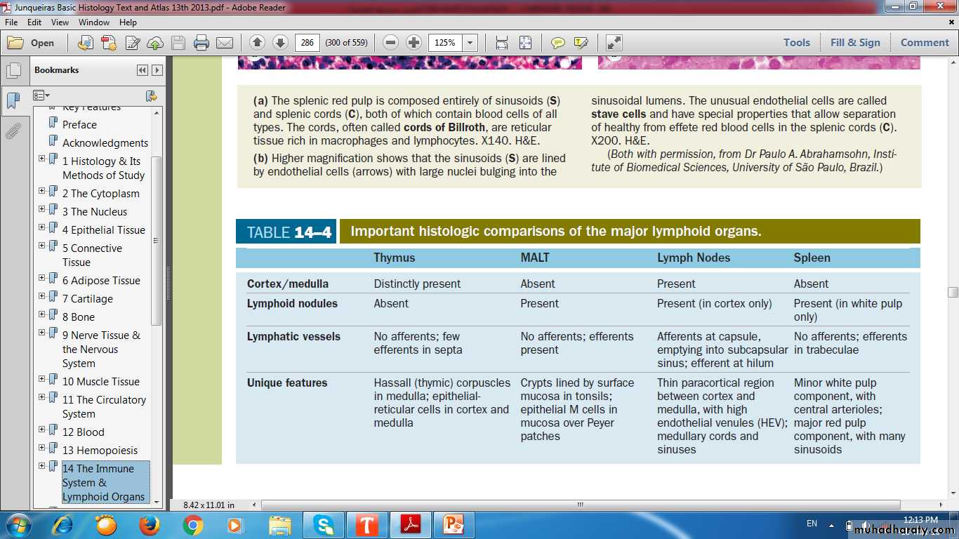 lymphoid system