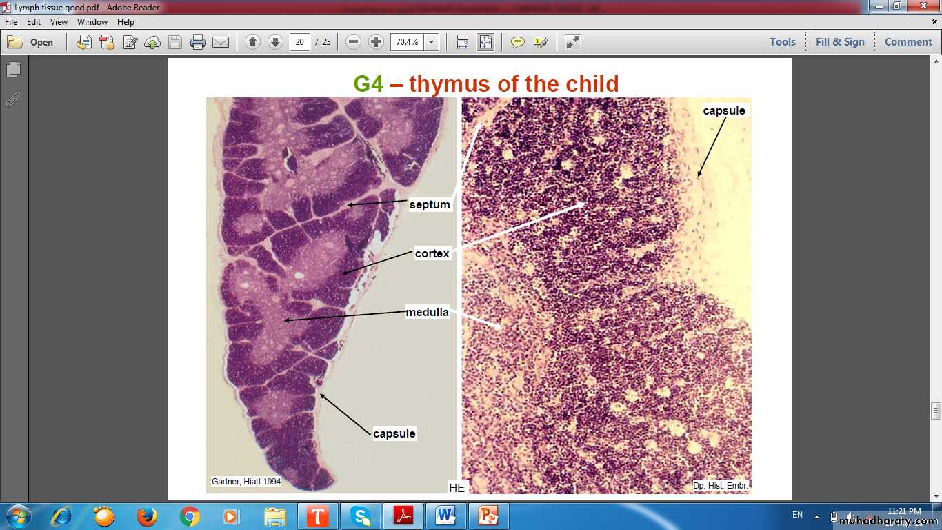 lymphoid system