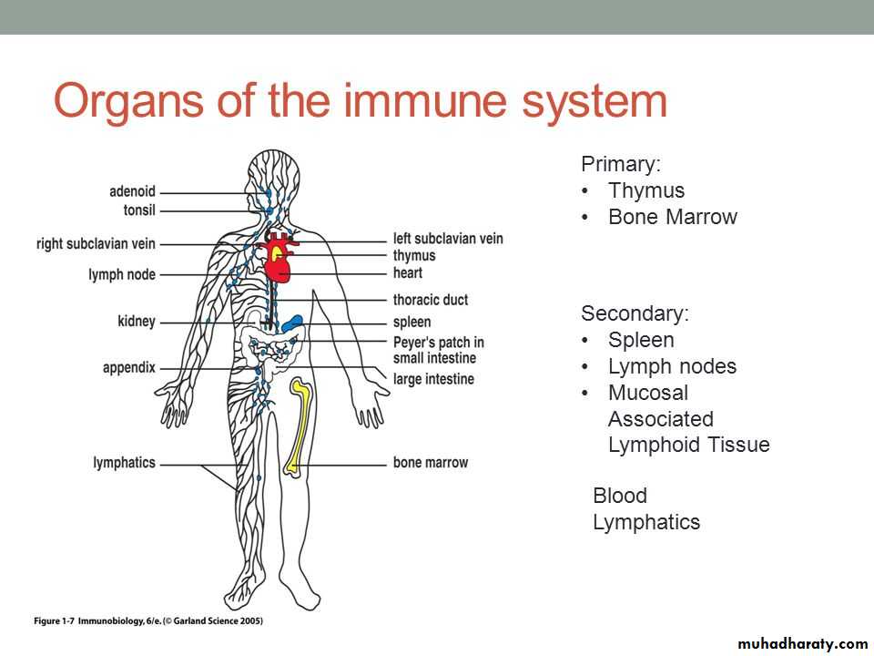 lymphoid system