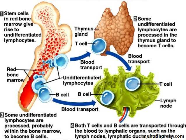 lymphoid system