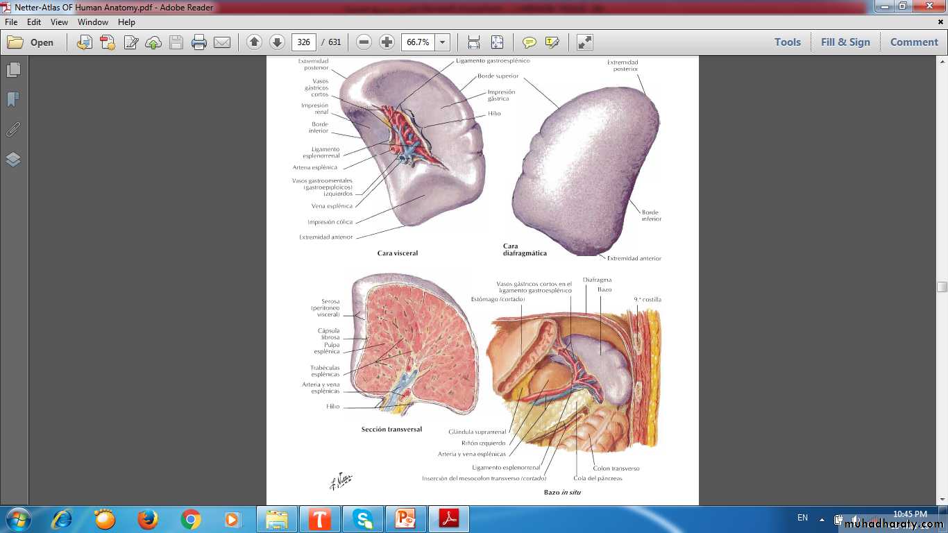 lymphoid system