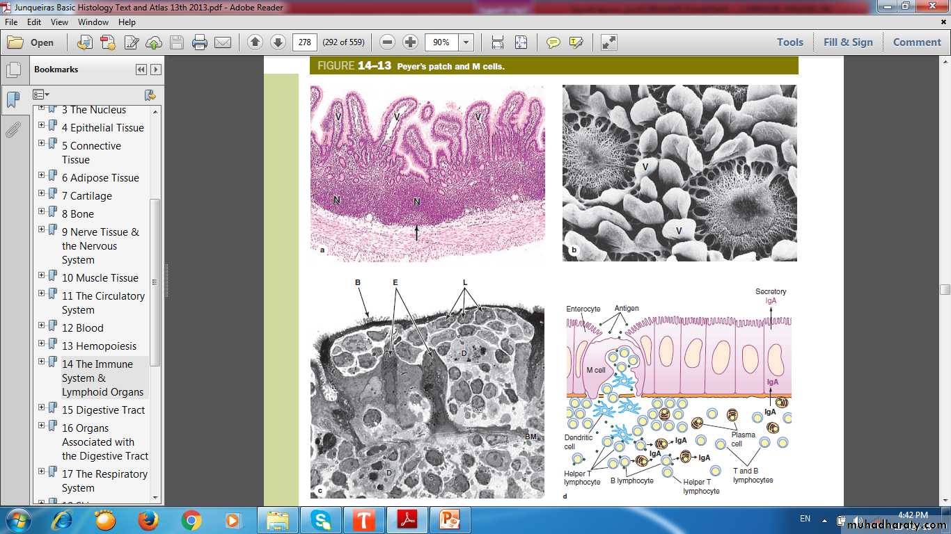 lymphoid system