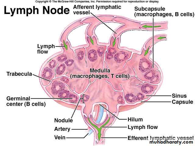 lymphoid system