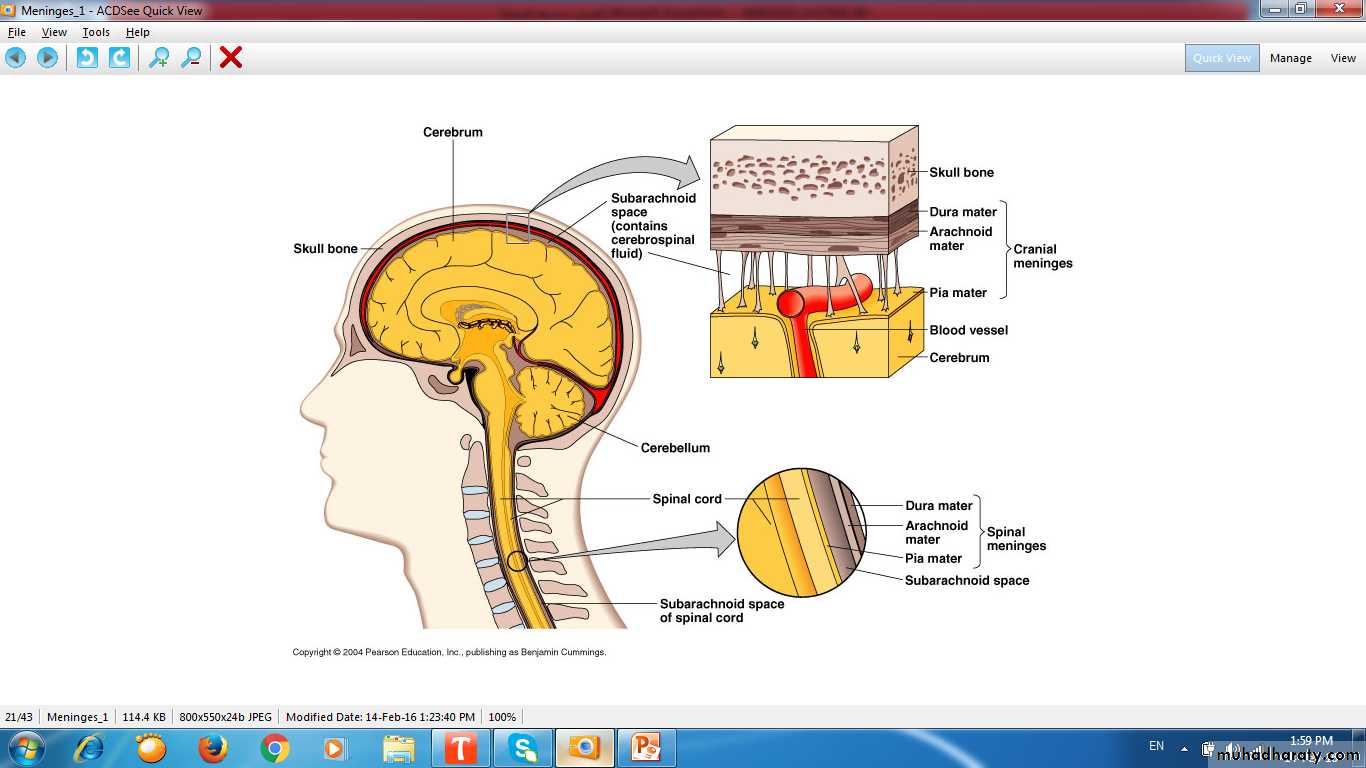 nervous system