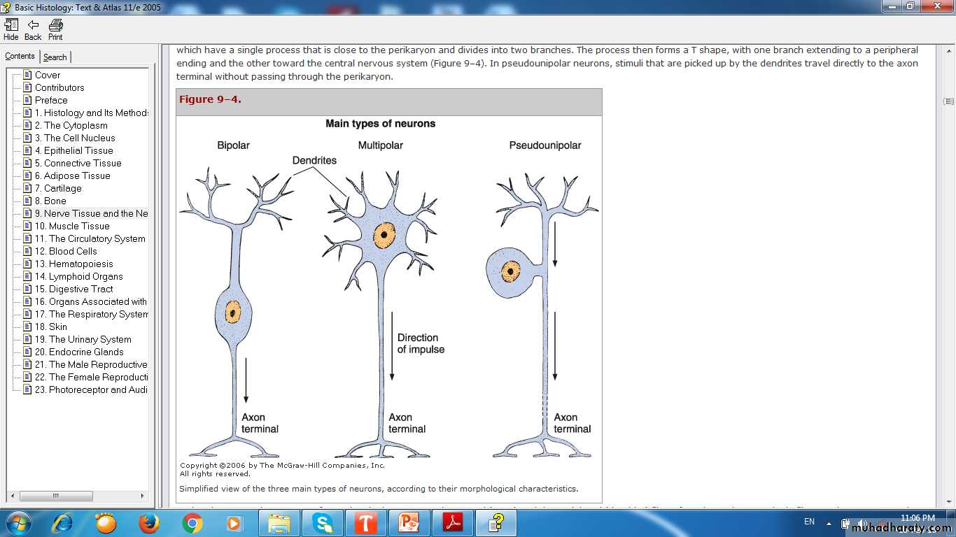 nervous system