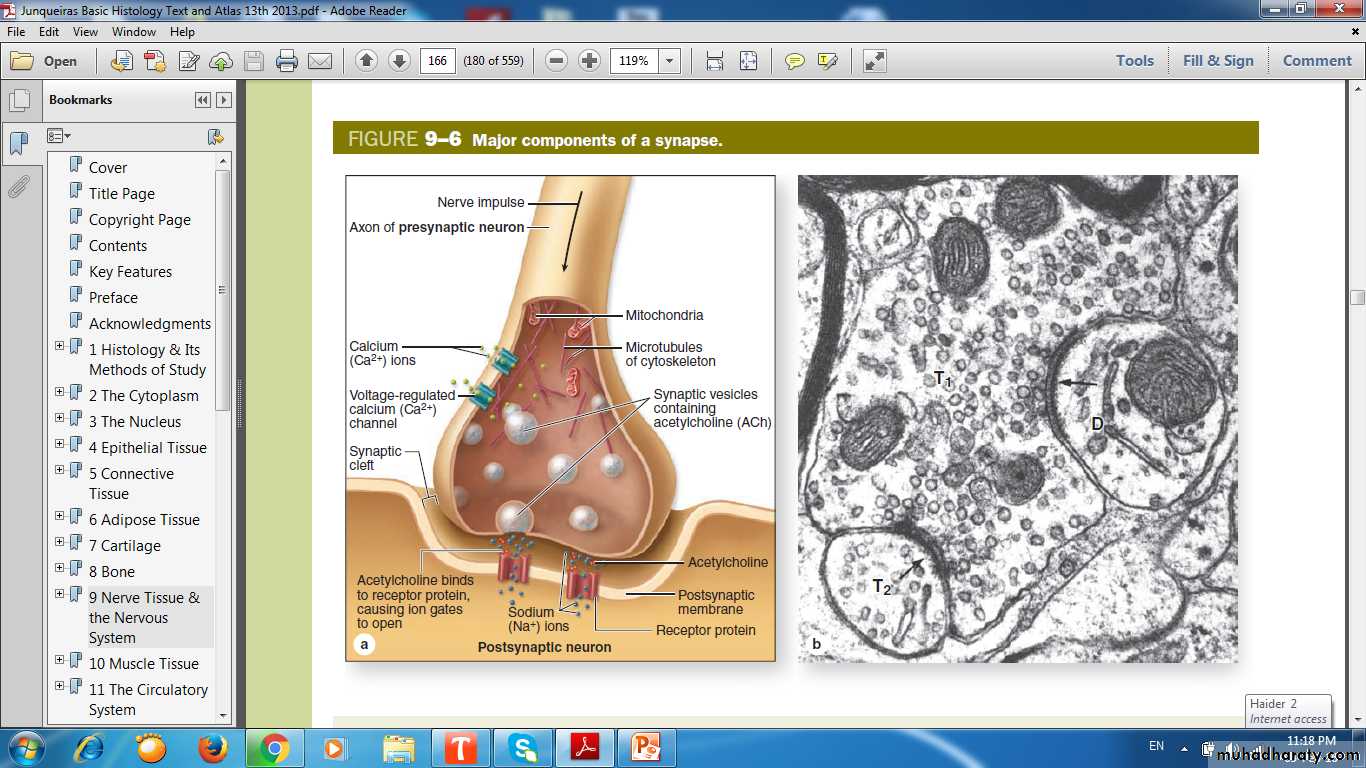 nervous system