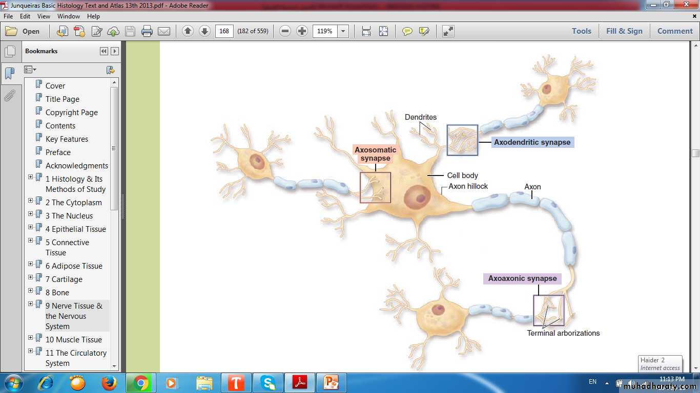 nervous system