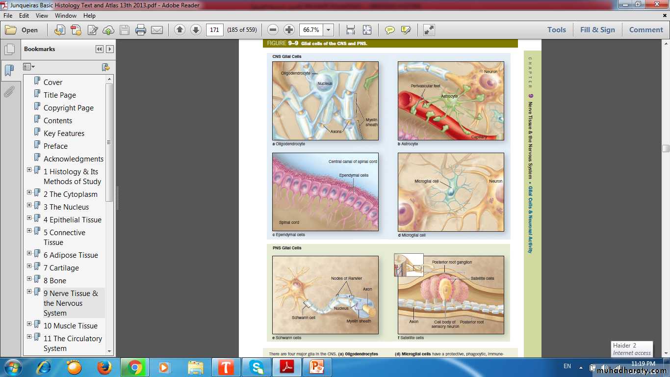 nervous system