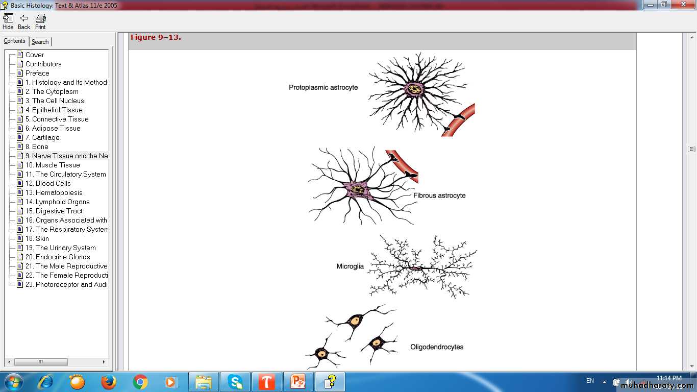 nervous system