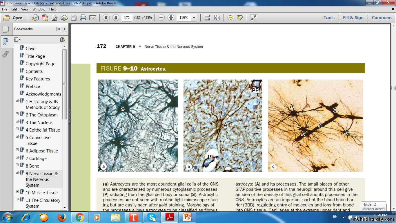 nervous system